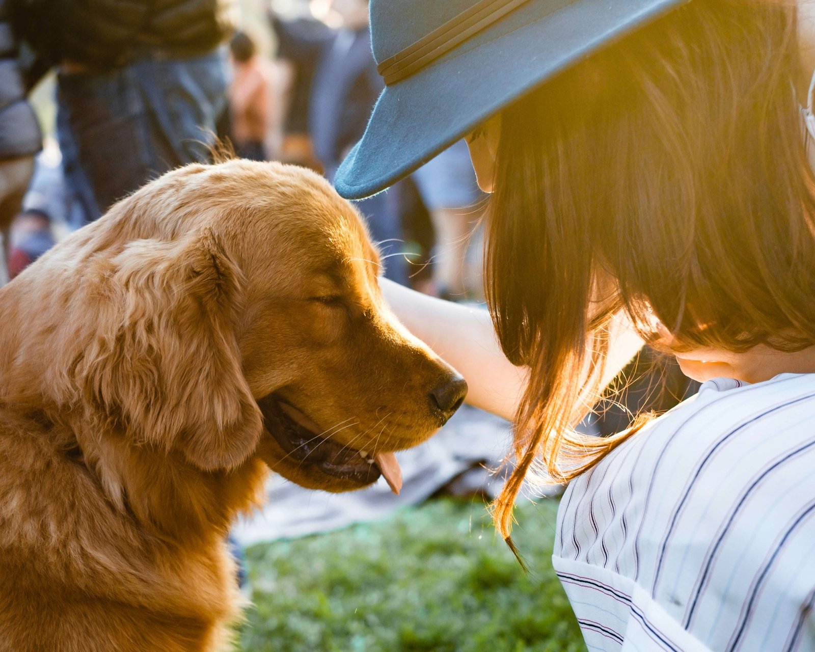 Pet Accessories